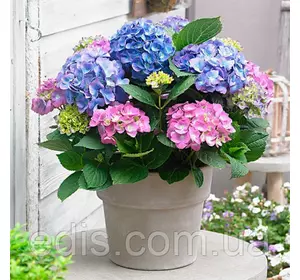 Гортензия Gertrud Glahn у контейнері 2 л Гортензия Gertrud Glahn у контейнері 2 л