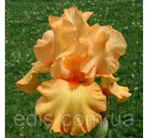 Ірис бородатий Mango Passion (Манго Пэшн) Ірис бородатий Mango Passion (Манго Пэшн)
