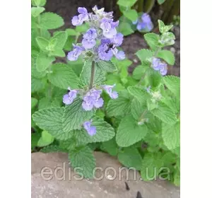 Котовник лимонний 0,5 г, насіння Яскрава Котовник лимонний 0,5 г, насіння Яскрава