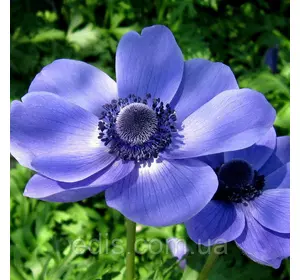 Анемона корончаста Mr. Fokker (Містер Фоккер) 5 бульб/уп. Анемона корончаста Mr. Fokker (Містер Фоккер) 5 бульб/уп.