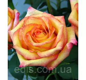 Троянда Конфетті (Confetti) чайно-гібридна Троянда Конфетті (Confetti) чайно-гібридна