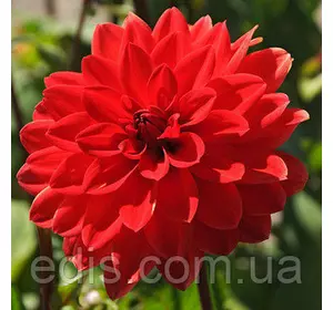 Жоржина низькоросла Heatwave Жоржина низькоросла Heatwave