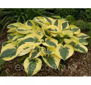 Хоста Brim Cup (Брім Кап) контейнер Хоста Brim Cup (Брім Кап) контейнер