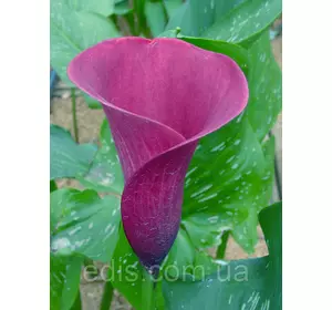 Калла Purple Sensation (Пурпл сенсейшн) 1 бульба 14/16 Калла Purple Sensation (Пурпл сенсейшн) 1 бульба 14/16