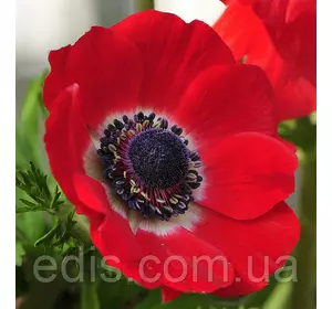 Анемона корончаста Hollandia (Голландія) 5 бульб/уп. Анемона корончаста Hollandia (Голландія) 5 бульб/уп.