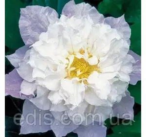 Клематис Veronika Choice Клематис Veronika Choice