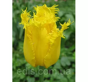 Тюльпан оторочений Hamilton (Хамілтон) 3 цибулини Тюльпан оторочений Hamilton (Хамілтон) 3 цибулини