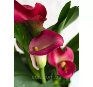 Калла California Red 1 бульба 12/14 Калла California Red 1 бульба 12/14