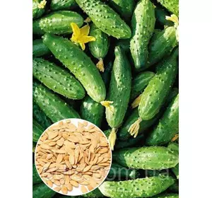 Огірок Конкурент 50 г, вагове насіння Яскрава Огірок Конкурент 50 г, вагове насіння Яскрава