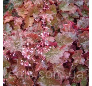 Гейхера Rachel в контейнері Гейхера Rachel в контейнері