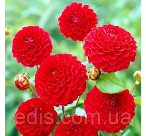 Жоржина помпонна Nescio (Несцио), бульби квітів Жоржина помпонна Nescio (Несцио), бульби квітів