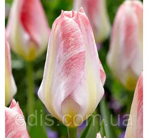 Тюльпан гібрид Фостера Flaming Purissima (Флейминг Пуриссима) 3 цибулинки Тюльпан гібрид Фостера Flaming Purissima (Флейминг Пуриссима) 3 цибулинки