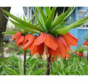 Рябчик імператорський Avrora (фрітіларія Царська корона Аврора) 18/+ 1 цибулина Рябчик імператорський Avrora (фрітіларія Царська корона Аврора) 18/+ 1 цибулина