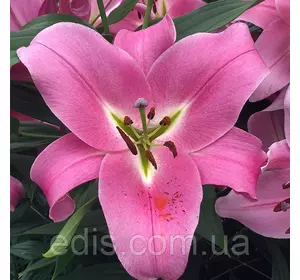 Лілія ОТ гібрид Corinthe 1 цибулина 12/14 Лілія ОТ гібрид Corinthe 1 цибулина 12/14