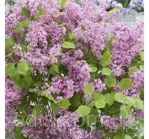 Бузок Майєра Флауер Фесту Пінк (низькоросла, ремонтантна) у контейнері Бузок Майєра Флауер Фесту Пінк (низькоросла, ремонтантна) у контейнері