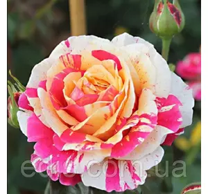 Троянда в'юнка Строката Троянда в'юнка Строката