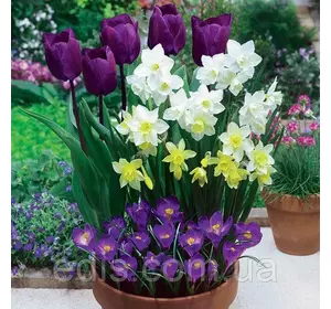 Набір цибулин квітів Негрита 15 цибулин (тюльпани, нарциси, крокуси) Набір цибулин квітів Негрита 15 цибулин (тюльпани, нарциси, крокуси)