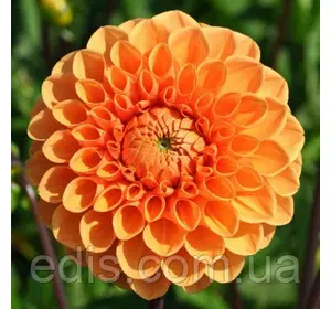 Жоржина Помпонная Sylvia Жоржина Помпонная Sylvia