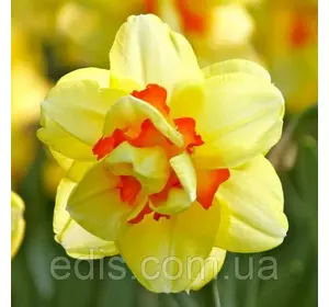 Нарцис махровий Tahitii (Таїті) 12/14 1 цибулина Нарцис махровий Tahitii (Таїті) 12/14 1 цибулина