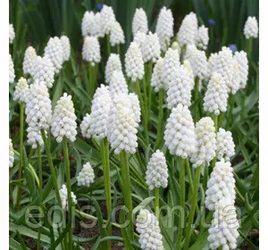 Мускарі Botryoides Album 5 цибулин Мускарі Botryoides Album 5 цибулин