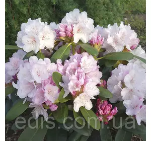 Рододендрон Schneekrone у контейнері Рододендрон Schneekrone у контейнері