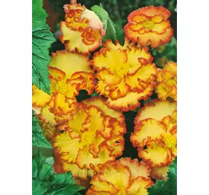 Бегонія бульбова Кріспа Марджината червоно-жовта, 1 бульба Бегонія бульбова Кріспа Марджината червоно-жовта, 1 бульба