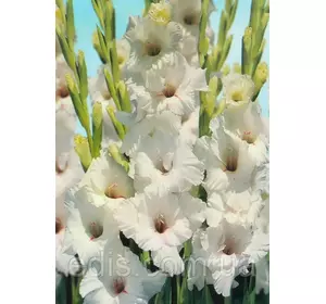 Гладіолус White Prosperity 8/10 3 цибулини Гладіолус White Prosperity 8/10 3 цибулини