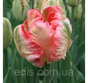 Тюльпан папуговий Apricot Parrot 3 цибулини Тюльпан папуговий Apricot Parrot 3 цибулини