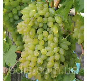 Виноград кишмиш Століття Виноград кишмиш Століття