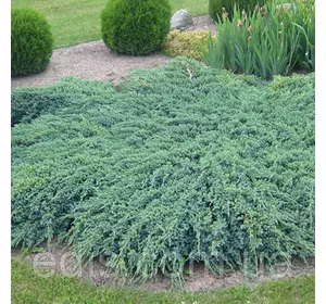 Ялівець Blue Carpet (Блю Карпет) у контейнері Ялівець Blue Carpet (Блю Карпет) у контейнері