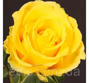 Троянда Пенні Лейн (Penny Lane) чайно-гібридна Троянда Пенні Лейн (Penny Lane) чайно-гібридна