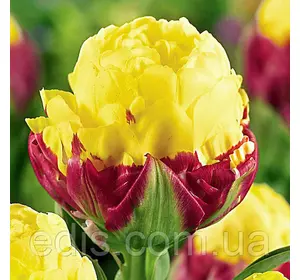 Тюльпан махровий Ice Cream Banana (Айс Крім Банана) 1 шт/уп Тюльпан махровий Ice Cream Banana (Айс Крім Банана) 1 шт/уп