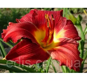 Лілейник Prince Redbird в контейнері Лілейник Prince Redbird в контейнері