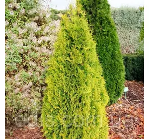 Туя західна Maria (Марія) у контейнері Туя західна Maria (Марія) у контейнері