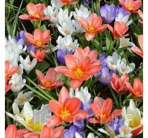 Арт-набір Солодкі мрії 10 цибулин Арт-набір Солодкі мрії 10 цибулин