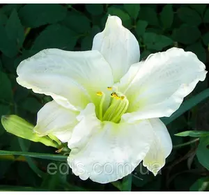 Лілейник White Temptation кореневище Лілейник White Temptation кореневище