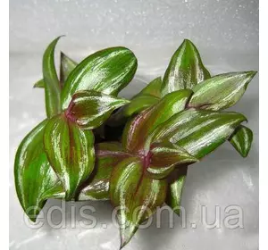 Традесканція зебрина Тайська мультиколор (дисколор) 10-20 см. 5/+ шт., 0,2 л. Традесканція зебрина Тайська мультиколор (дисколор) 10-20 см. 5/+ шт., 0,2 л.
