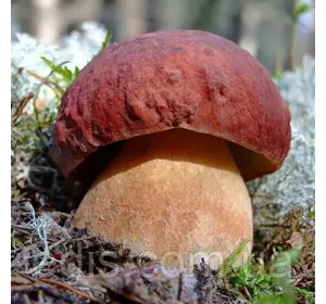 Білий гриб сосновий 50 г (міцелій грибів) Білий гриб сосновий 50 г (міцелій грибів)