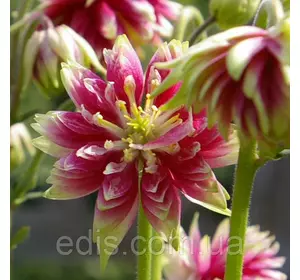 Аквілегія махрова Nora Barlow / Нора Барлоу / кореневище Аквілегія махрова Nora Barlow / Нора Барлоу / кореневище