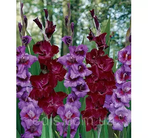 Набір гладіолусів Літня ніч 7 цибулин/уп. Набір гладіолусів Літня ніч 7 цибулин/уп.