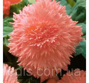 Бегонія бульбова Фимбриата Лососева, 1 бульба Бегонія бульбова Фимбриата Лососева, 1 бульба