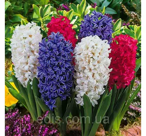 Арт-набір Марі, 3 цибулини гіацинтів Арт-набір Марі, 3 цибулини гіацинтів