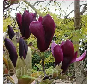 Магнолія Nigra у контейнері Магнолія Nigra у контейнері