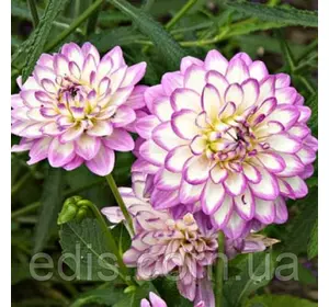 Жоржина низькоросла Melody Dixie Жоржина низькоросла Melody Dixie