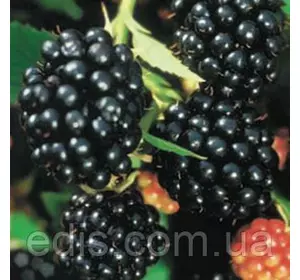 Ожина Честер ( Chester ) пізня Ожина Честер ( Chester ) пізня