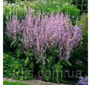 Шавлія мускатна, насіння Яскрава, 0,2 г. Шавлія мускатна, насіння Яскрава, 0,2 г.