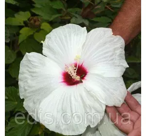 Гибискус травянистый White Glow (Вайт Глоу) корневище Гибискус травянистый White Glow (Вайт Глоу) корневище