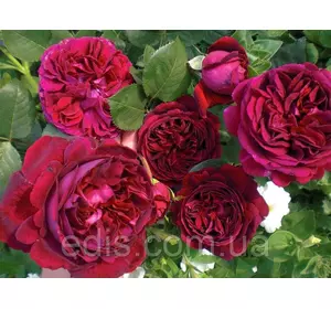 Троянда Король Артур (King Arthur) англійська флорібунда Троянда Король Артур (King Arthur) англійська флорібунда