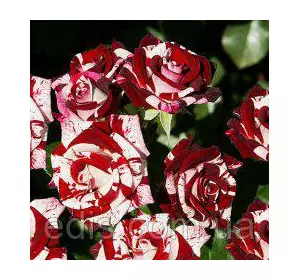 Троянда спрей Найт Флеш ( Flash Night ) Троянда спрей Найт Флеш ( Flash Night )