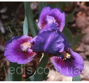 Ірис карликовий Double Lament Ірис карликовий Double Lament